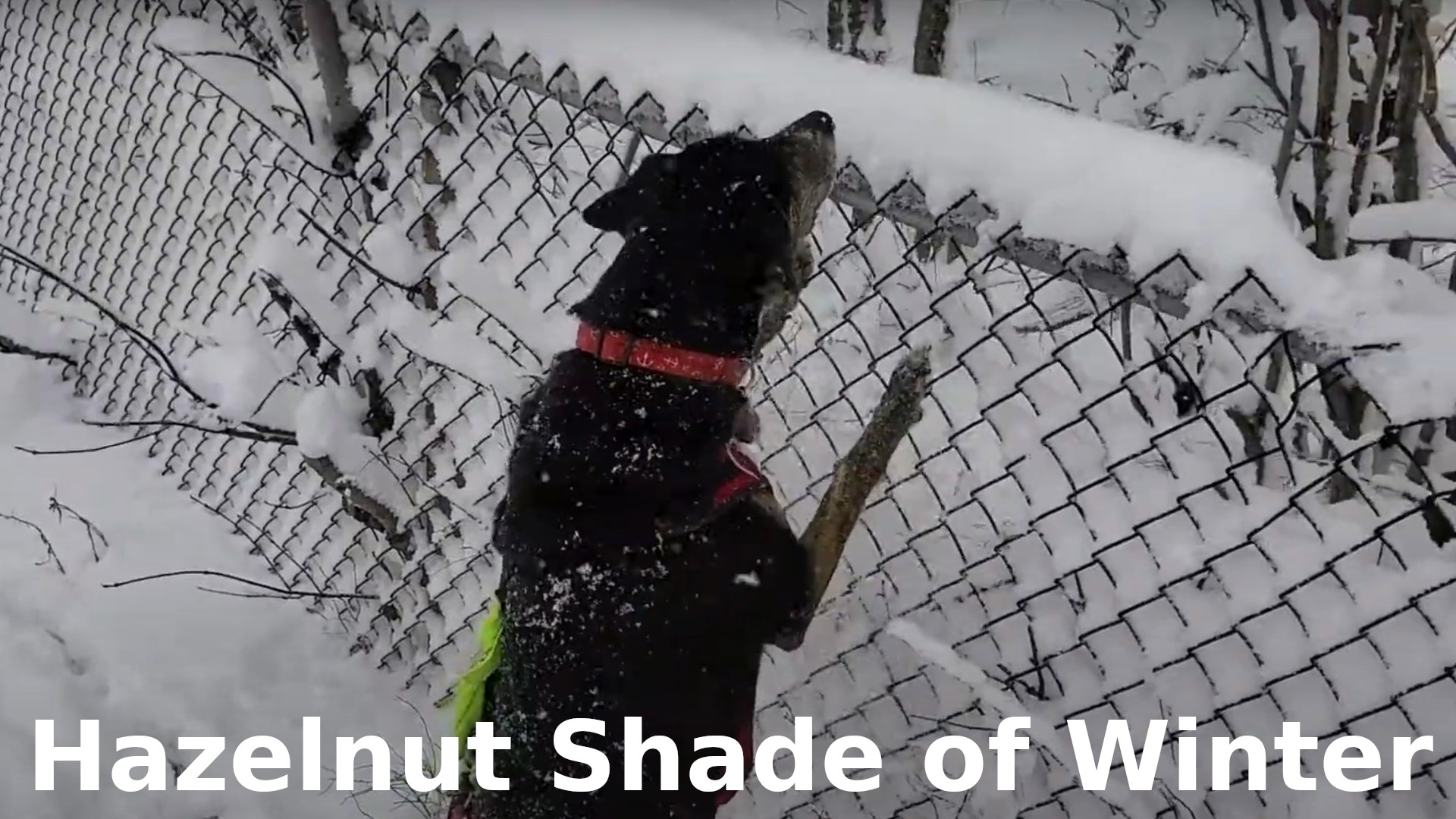 Hazelnut Shade of Winter 2021