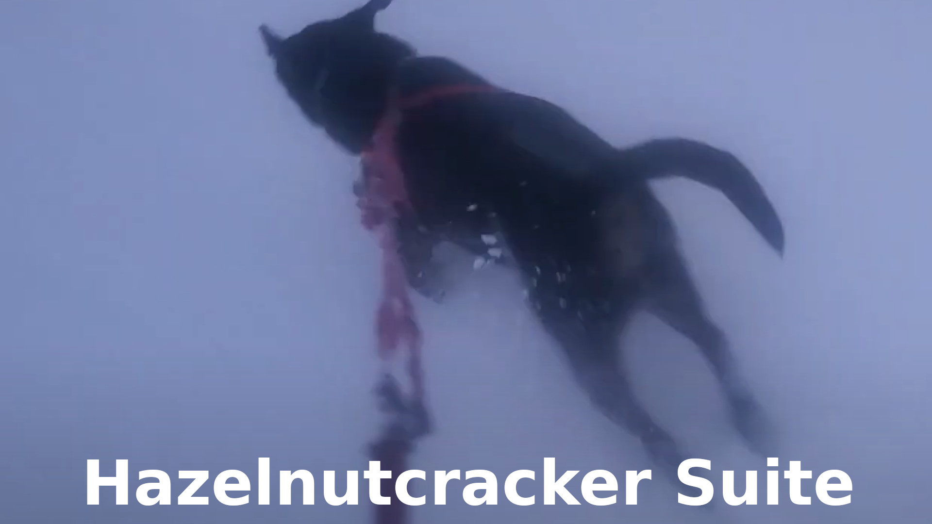 Hazelnutcracker Suite 2021